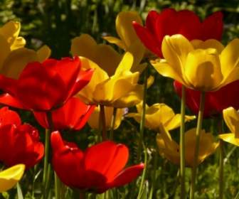 Tulip Merah Kuning