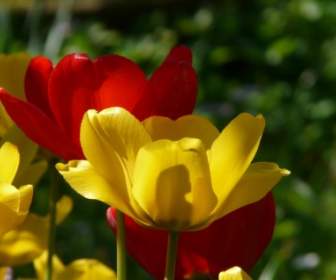 Тюльпаны красный желтый