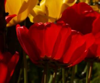 tulips red yellow
