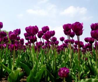 Тюльпаны Tulip поле природа