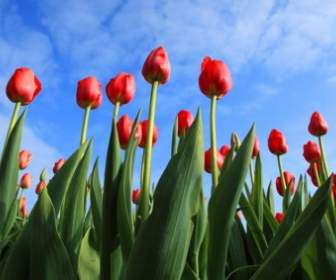 Tulips With Blue Sky