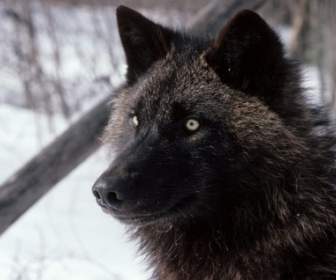 تندرا الذئب خلفيات الحيوانات الذئاب