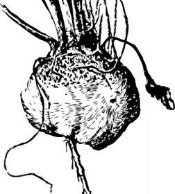 Turnip Beet Clip Art