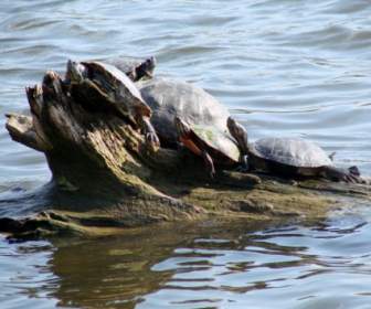 Turtle Pile Up