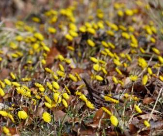 желтый цветок Фарфара местообитаниям