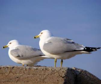 Twin Seagulls