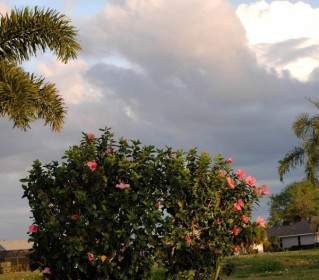 Two Hibiscus Bushes