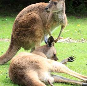 Two Kangaroos