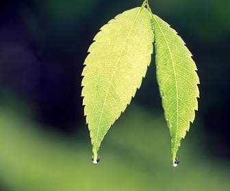 Two Leaves With Water Drops Picture