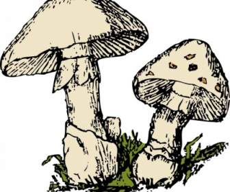 兩個蘑菇剪貼畫