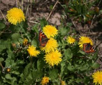 Two Red Admirals On Dandelions