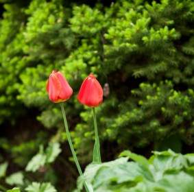 Hai Hoa Tulip đỏ