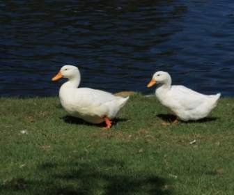 Two White Waddling Ducks
