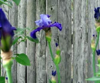 Twotone Purple Irises