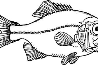 醜い魚のクリップアート