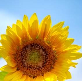 Under The Blue Sky Sunflower Highdefinition Picture