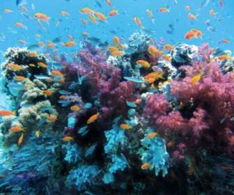 underwater sea fish