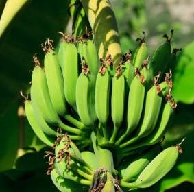 Unripe Bananas