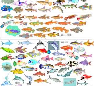 Berbagai Macam Ikan Vektor