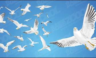 Various Movements Of Seagulls Vector Material