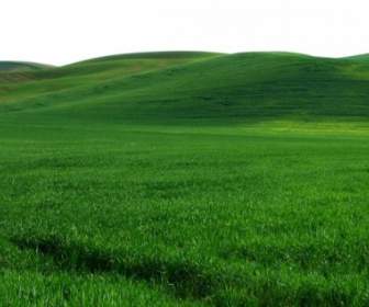 Ogromne Połacie Trawa Zielony Obraz Hd