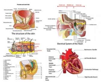 Diagram Vektor Organ Manusia