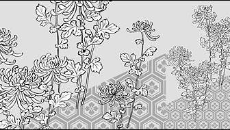 Vektor-Strichzeichnung Von Blumen Chrysantheme Hintergrund