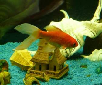 Veiltail Fish Goldfish