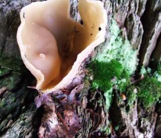 Veiny Cup Fungus