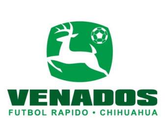 Venados 足球俱樂部 Rapido