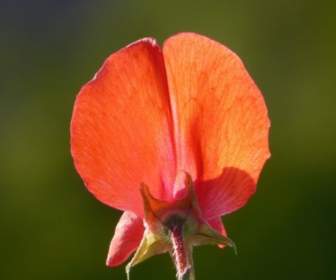 Rojo Flor De Vicia
