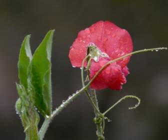 Ervilhaca Vicia Fabaceae