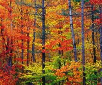 ألوان الخريف نابضة بالحياة الطبيعة خلفيات الخريف