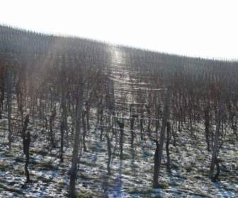 Vineyard Winter Back Light