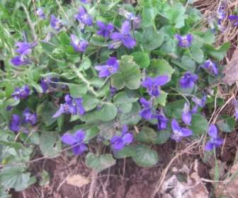 Hoa Violet Vào Mùa Xuân