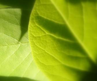 Vista Leaf Wallpaper Plants Nature