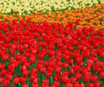 яркие цвета тюльпаны