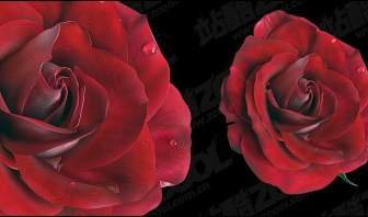 Vivid Red Roses