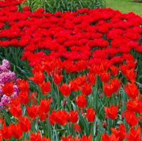 Vivid Red Tulips