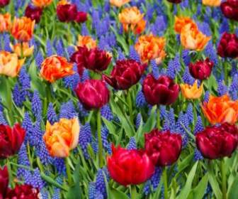 Vivid Tulips And Grape Hyacinths