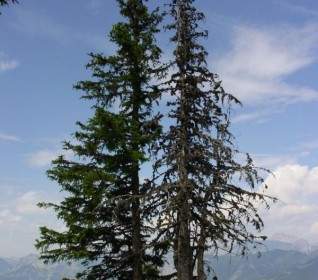 Waldsterben Conifer Spruce