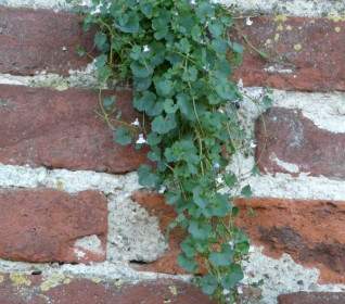 Wall Fouling Plant