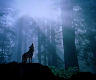 밤의 울 벽지 늑대 동물을 위한 워밍업