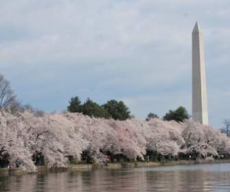 Washington Im Frühjahr