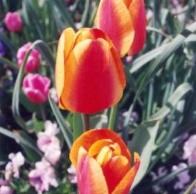 Tulipanes De Washington