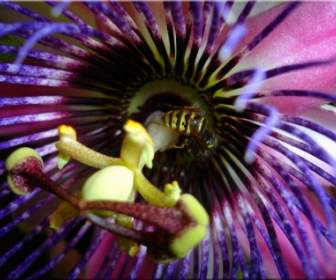 Wasp Insect Passion Flower