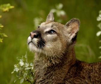 Czujny Puma Tapety Duże Koty Zwierzęta