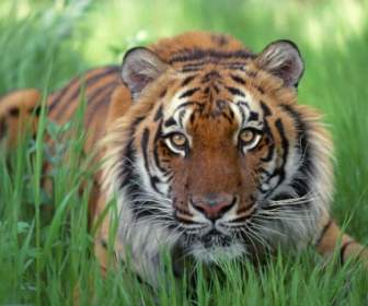Wachsamen Augen Bengal Tiger Hintergrundbilder Tiger Tiere