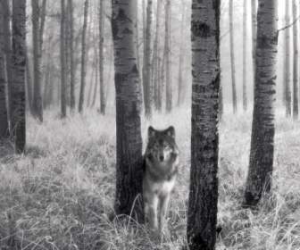 警觉的目光，在野生壁纸狼动物