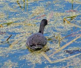 Water Bird Swamp Duck